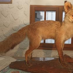 Renard naturalis&eacute;