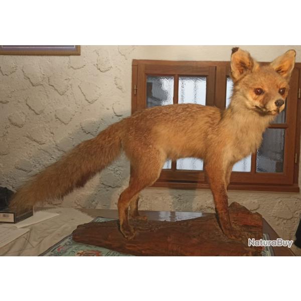 Renard naturalis�