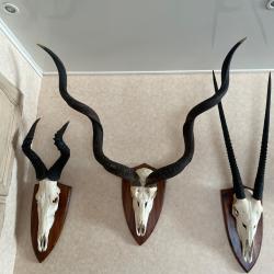 Troph&eacute;es africains en massacre