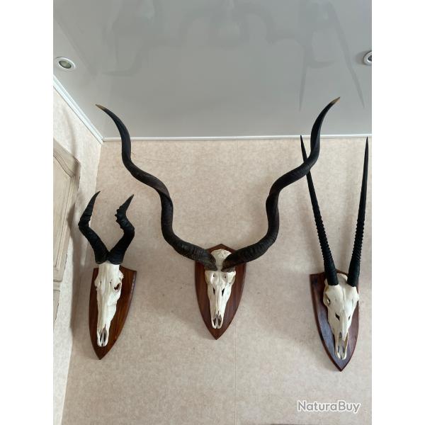 Troph�es africains en massacre