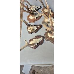 Tr&egrave;s bel ensemble 7 brocard- chevreuils atypiques