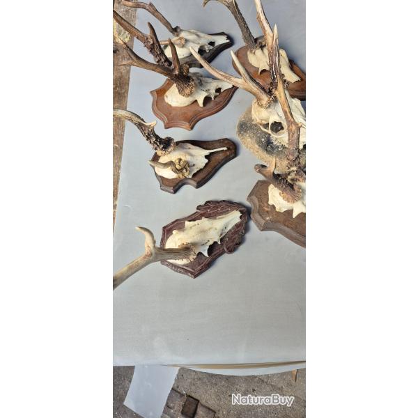 Tr�s bel ensemble 7 brocard- chevreuils atypiques