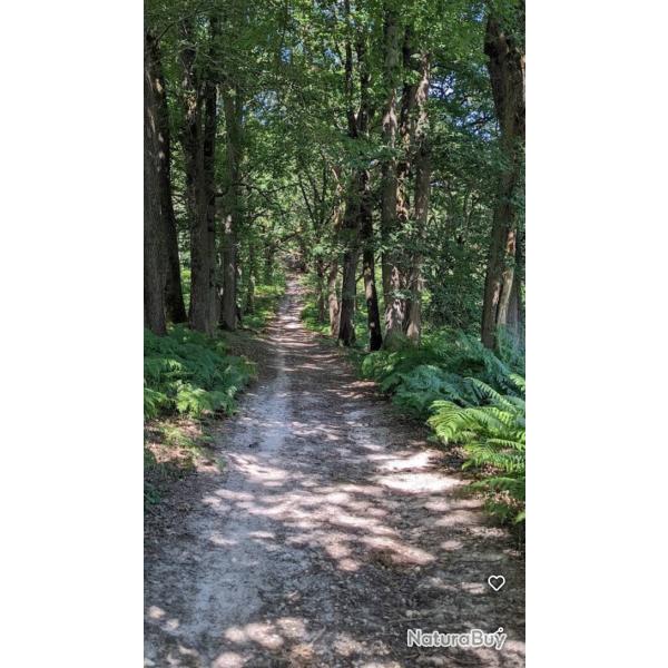 Action grand gibier � Rochefort en Yvelines 1150�