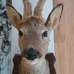 T&ecirc;te de chevreuil naturalis&eacute;