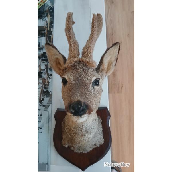 T�te de chevreuil naturalis�