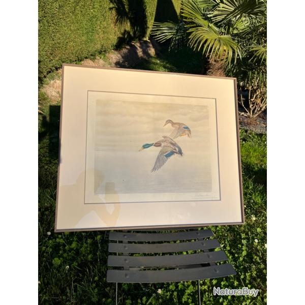 Gravure canards L�on Danchin sign�e et num�rot�e