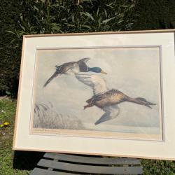 Gravure couple canards coo vert L&eacute;on Danchin sign&eacute;e et num&eacute;rot&eacute;e