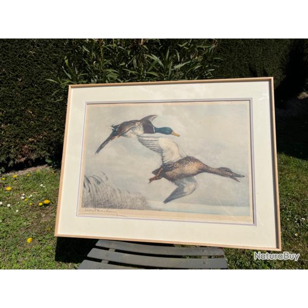 Gravure couple canards coo vert L�on Danchin sign�e et num�rot�e