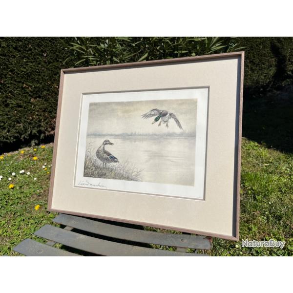 Gravure couple de canards L�on Danchin sign�e et num�rot�e