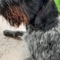 Chien d'arr&ecirc;t &agrave; poil dur Drahthaar pour la saillie