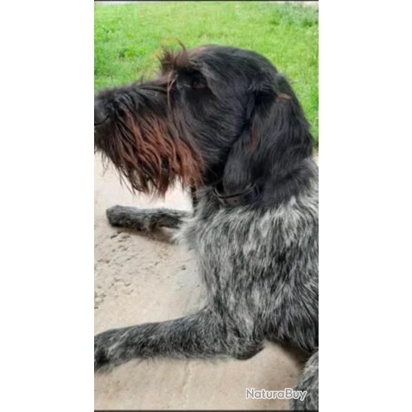 Chien d'arr�t � poil dur Drahthaar pour la saillie