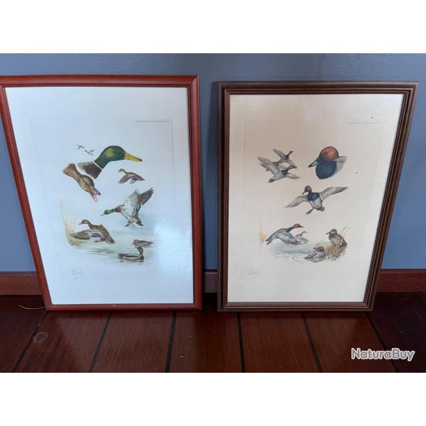 �tudes canard de Riab