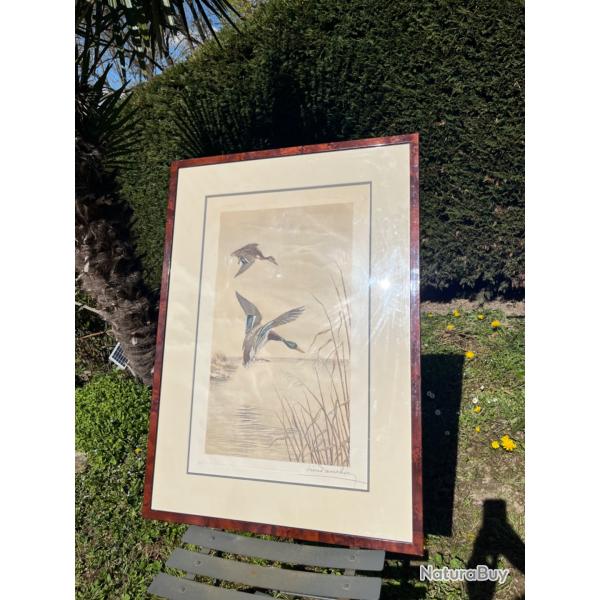 Gravure L�on Danchin canards col vert sign�e et num�rot�e