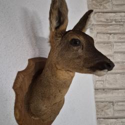 T&ecirc;te de chevreuil