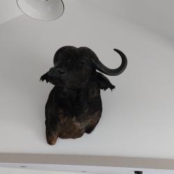 Buffle noir d'Afrique