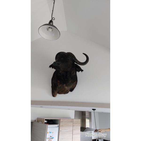 Buffle noir d'Afrique