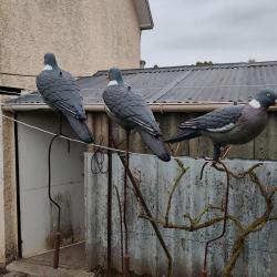 Vends formes coquille pigeons