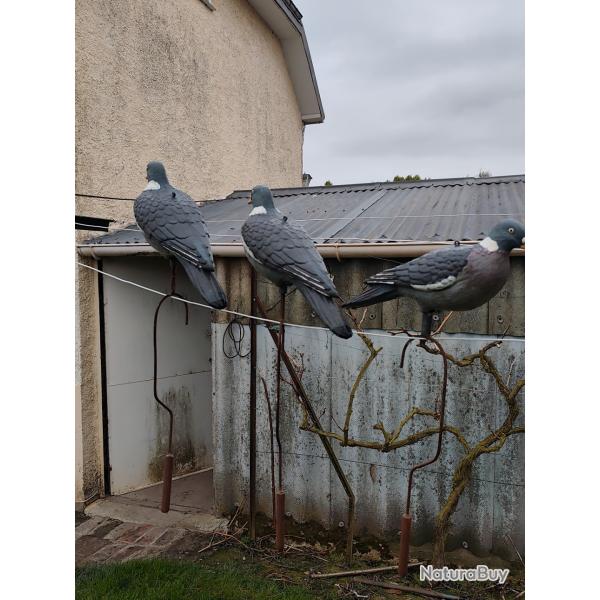 Vends formes coquille pigeons