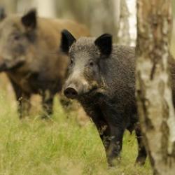 BONJOUR  Je suis  recherche une action de chasse petit et gros gibier dpt 57