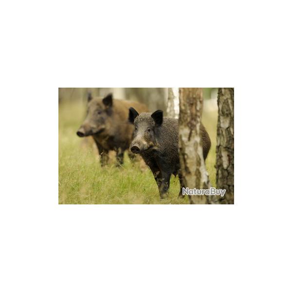 BONJOUR  Je suis  recherche une action de chasse petit et gros gibier dpt 57