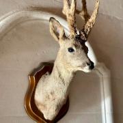TROPHE DE CHASSE Ancien Pied D Honneur De Cerf Vers 1920 Dim 49.Cm....bon Etat EUR 30,00 - FR