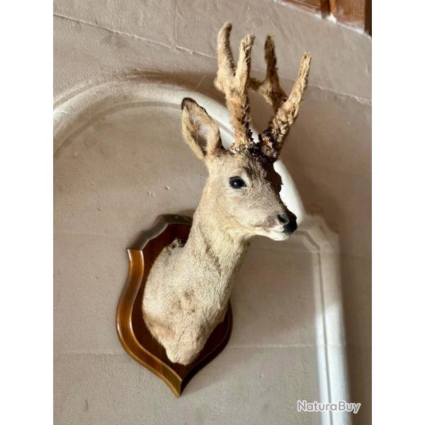 Troph�e chevreuil
