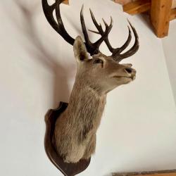 Troph&eacute;e de cerf de grande taille