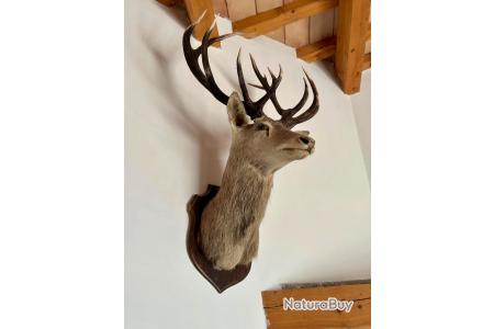 Le cerf élaphe, plus grand ongulé de France