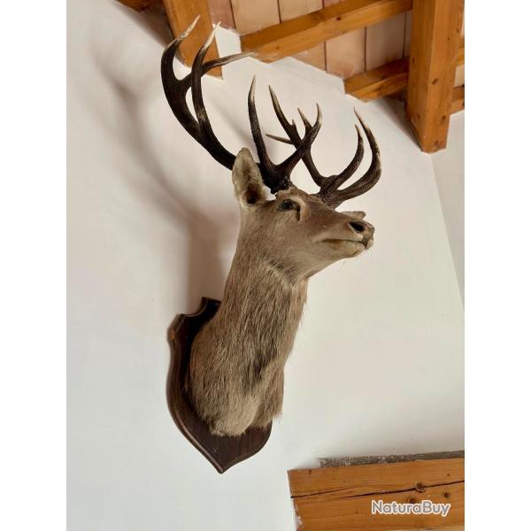 Troph�e de cerf de grande taille