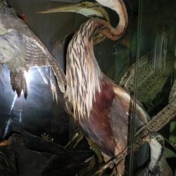 Ancienne taxidermie H&eacute;ron pourpr&eacute; naturalis&eacute;