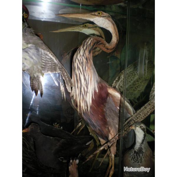 Ancienne taxidermie H�ron pourpr� naturalis�