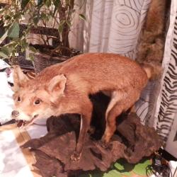 Renard empaill&eacute;