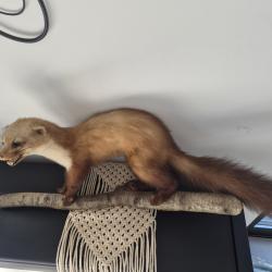 Lot 3 must&eacute;lid&eacute;s :  furet, fouine et belette