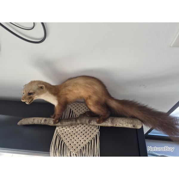 Lot 3 must�lid�s :  furet, fouine et belette