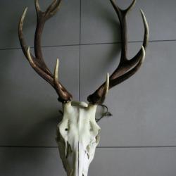 Massacre cerf &eacute;laphe 11 cors