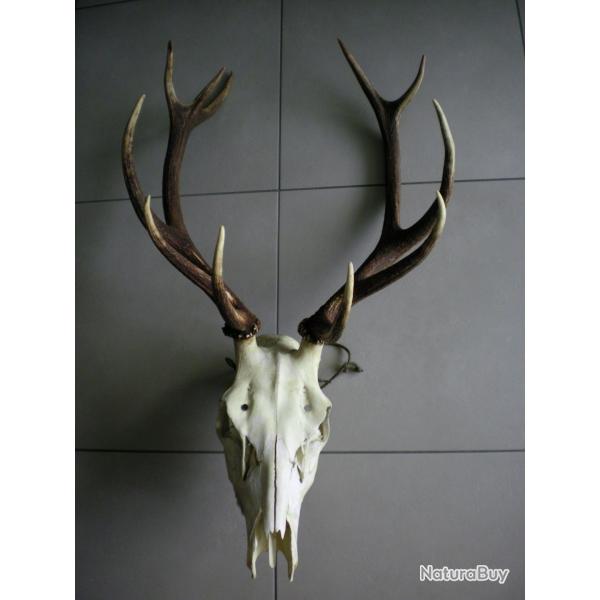 Massacre cerf �laphe 11 cors