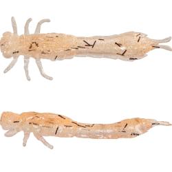 Leurre Souple Westin Odonata Ned Creaturebait 6.5cm 6,5cm 2g Par 4 Uv Shrimp