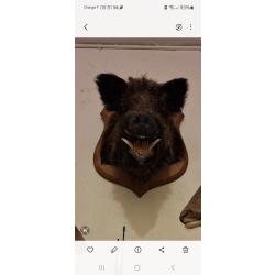 T&ecirc;te de sanglier  mont&eacute;e sur support en bois