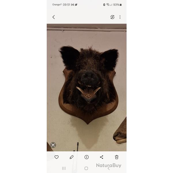 T�te de sanglier  mont�e sur support en bois