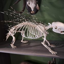 Squelette de Porc &eacute;pic Africain ; Hystrix cristata