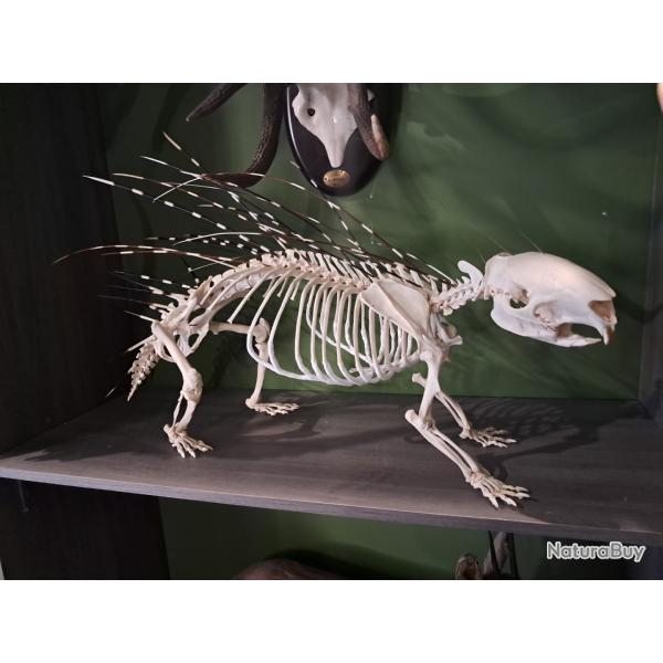 Squelette de Porc �pic Africain ; Hystrix cristata
