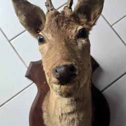 T&ecirc;te de chevreuil taxidermie