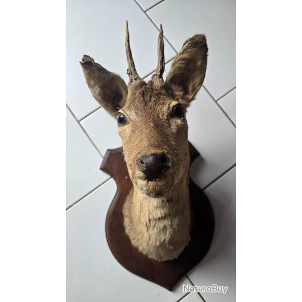 T�te de chevreuil taxidermie