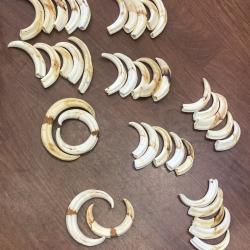 Lot de 43 d&eacute;fenses de phacoch&egrave;re