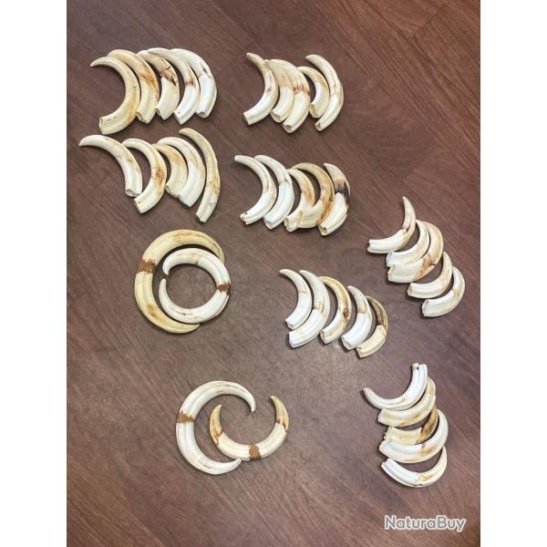 Lot de 43 d�fenses de phacoch�re