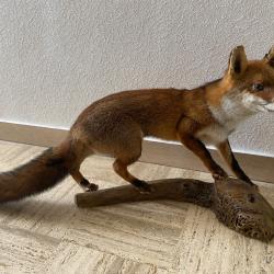 Renarde naturalis&eacute;e - Tr&egrave;s belle pi&egrave;ce de d&eacute;coration