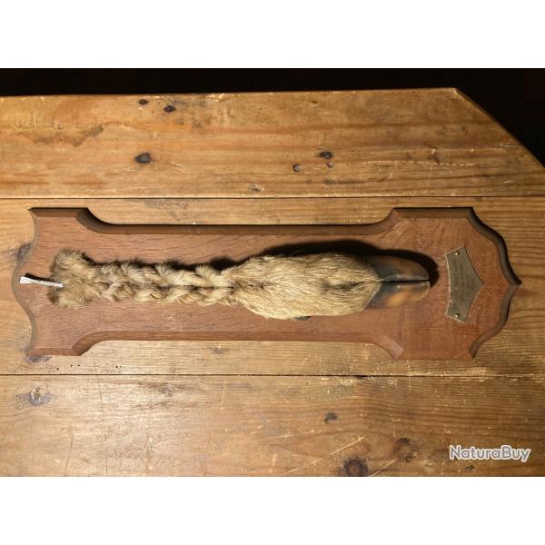 Pied d honneur cerf.Venerie