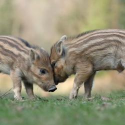 RECHERCHE PARTENAIRES DE CHASSE