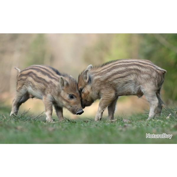 RECHERCHE PARTENAIRES DE CHASSE