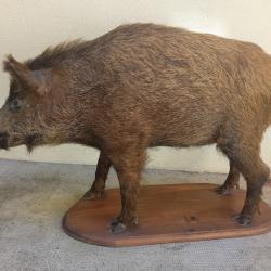 Sanglier taxidermie